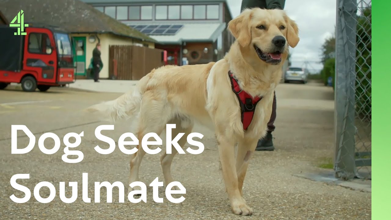 Neglected retriever makes friends with a collie | The Dog House 🐶 | Dog Stories