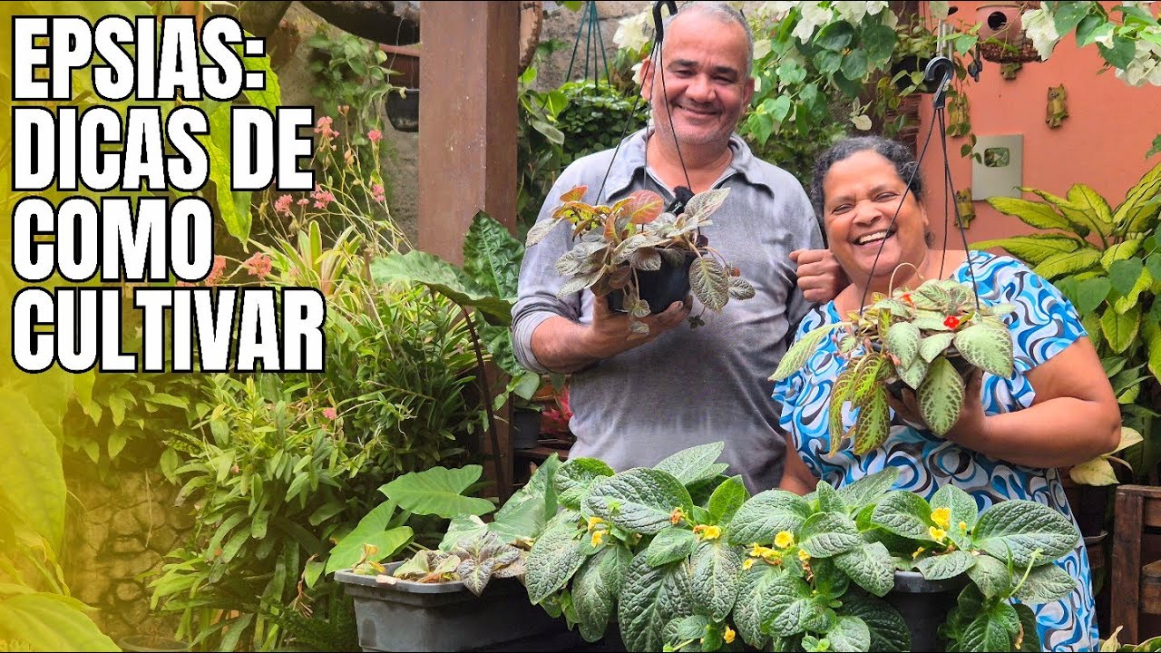 COMO CULTIVAR EPSIA: A PLANTA QUERIDINHA DO TEMPO DAS VOVÓS | DICAS DE PLANTIO E ADUBAÇÃO | QUINTAL