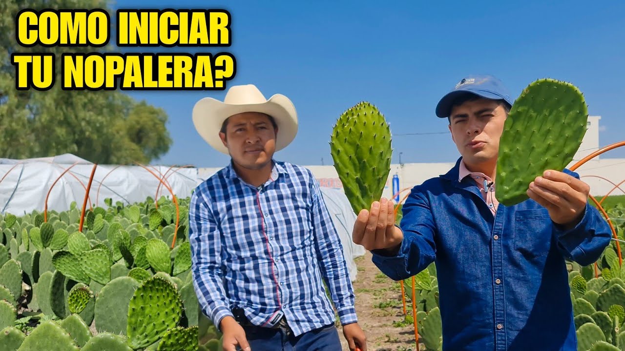 como iniciar tu cultivo de nopales? ¿VALE LA PENA?