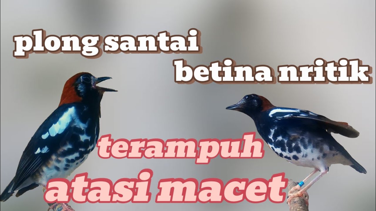 Terapi Anis kembang betina birahi || Anis kembang ngeplong santai