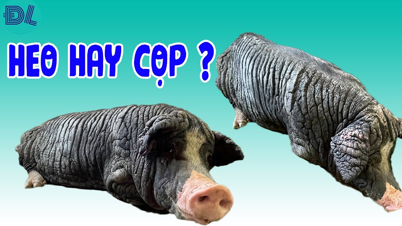 Kỳ lạ, ch&uacute; heo c&oacute; bộ da cọp - ĐỘC LẠ B&Igrave;NH DƯƠNG