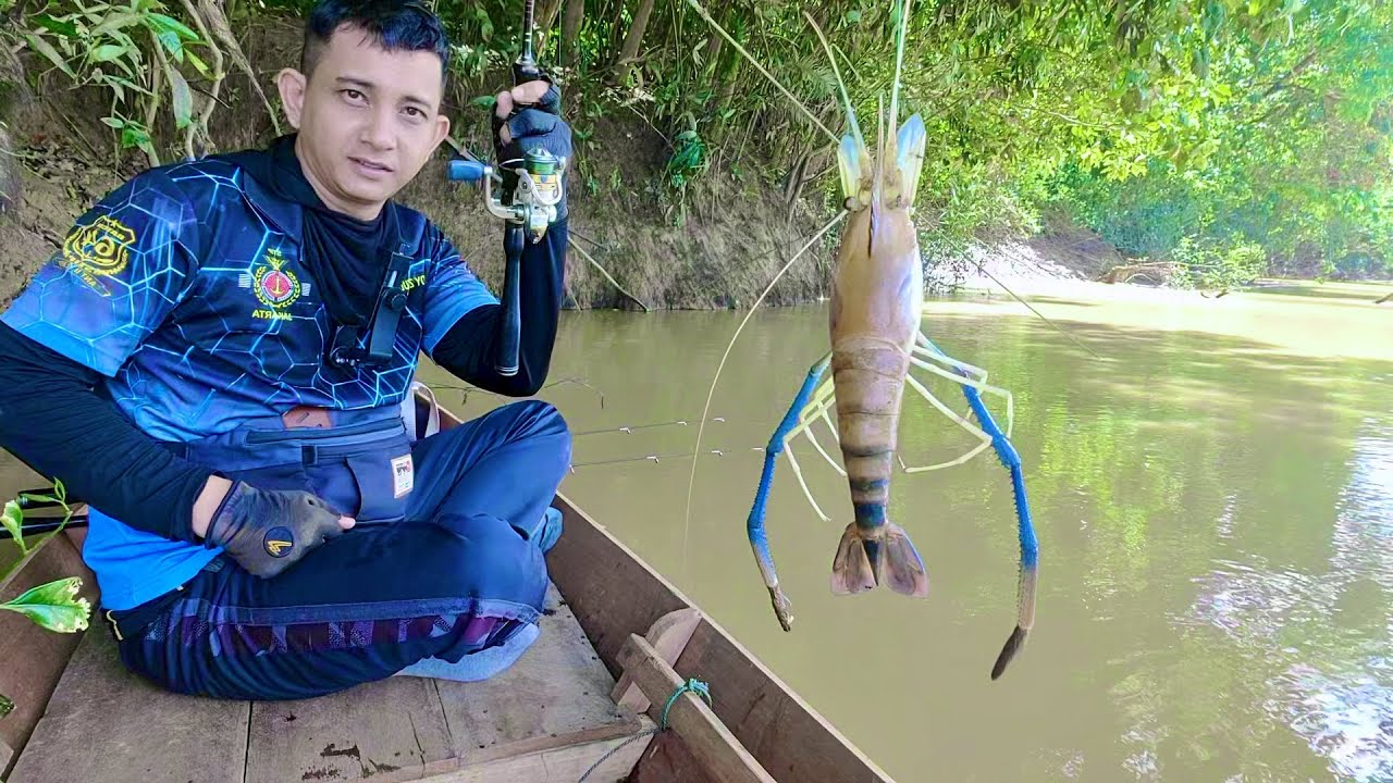 MONSTER CAPIT KUNING PENGHUNI POHON KERAMAT SUNGAI LANDAK Kalimantan Barat