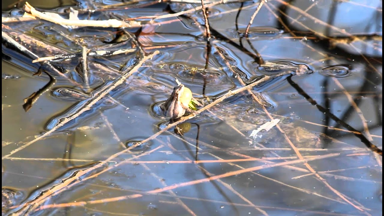 Western Chorus Frog calling