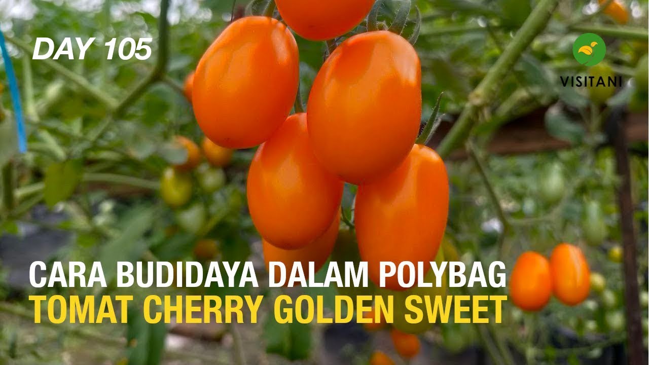 Cara Budidaya Tomat Cherry Golden Sweet Dalam Polybag