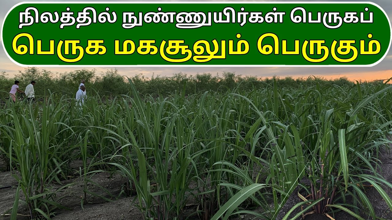 நிலத்தில் நுண்ணுயிர்கள் பெருகப் பெருக மகசூலும் பெருகும் | microorganisms in soil - increase yield