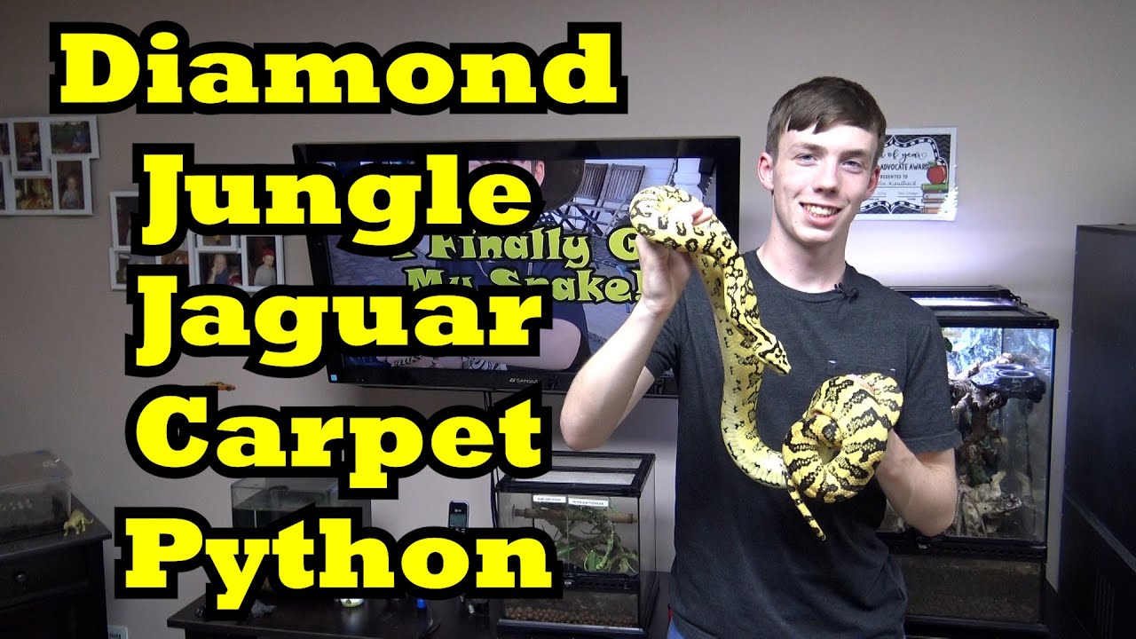 Ковровый питон Diamond Jungle Jaguar — специальный выпуск к 7-летнему юбилею Colin's Creatures
