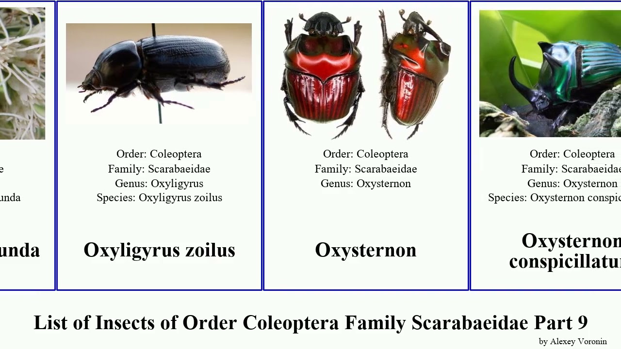 List of Insects of Order Coleoptera Family Scarabaeidae Part 9 onthophagus pachnoda pentodon gnu