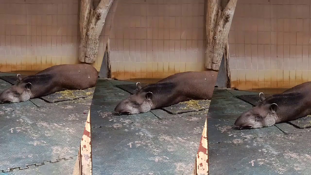 Meine Kaninchen und ihre Haltung #81 [Besuch im Zoo - Pr&uuml;fungen bestanden]