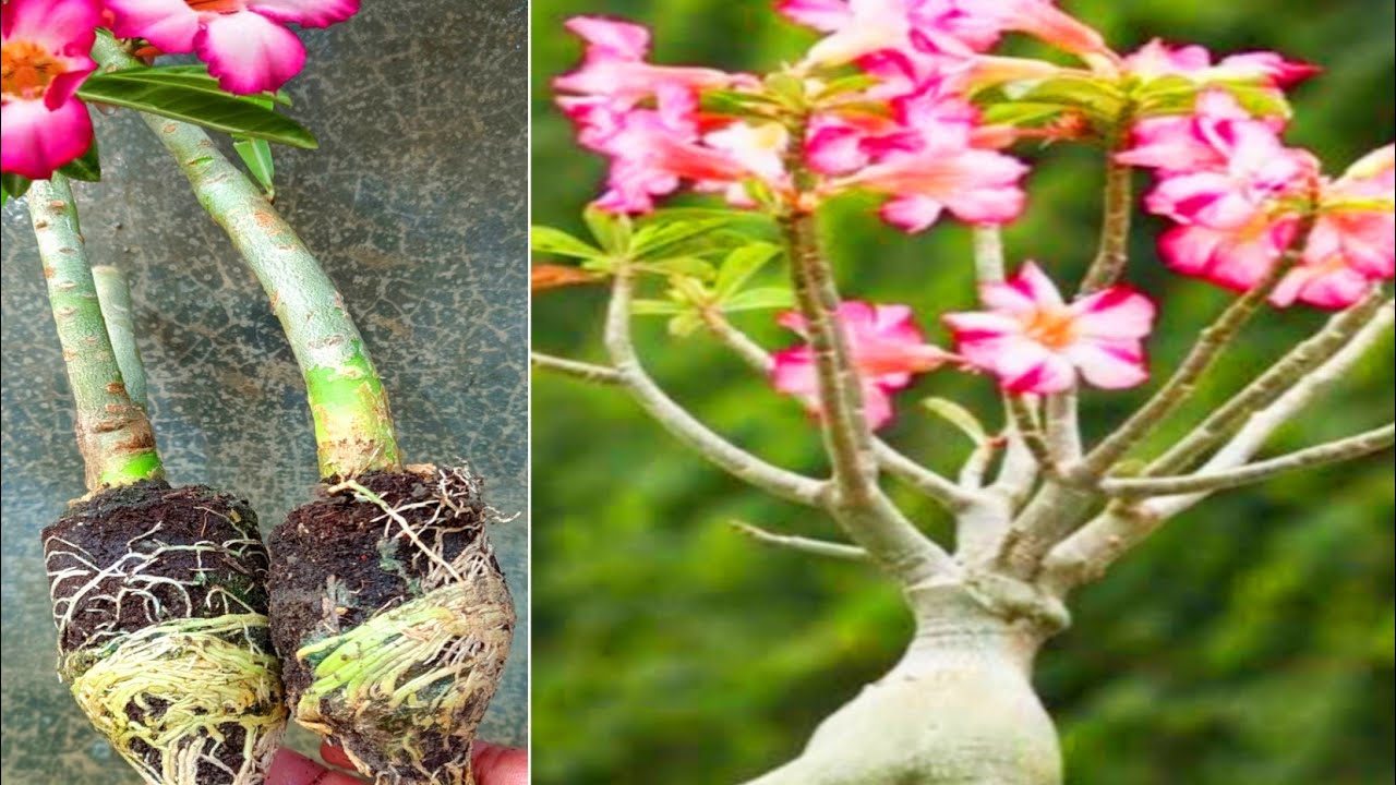 Propagation Desert Rose From Air Layering ||Air Layering Adenium Plant
