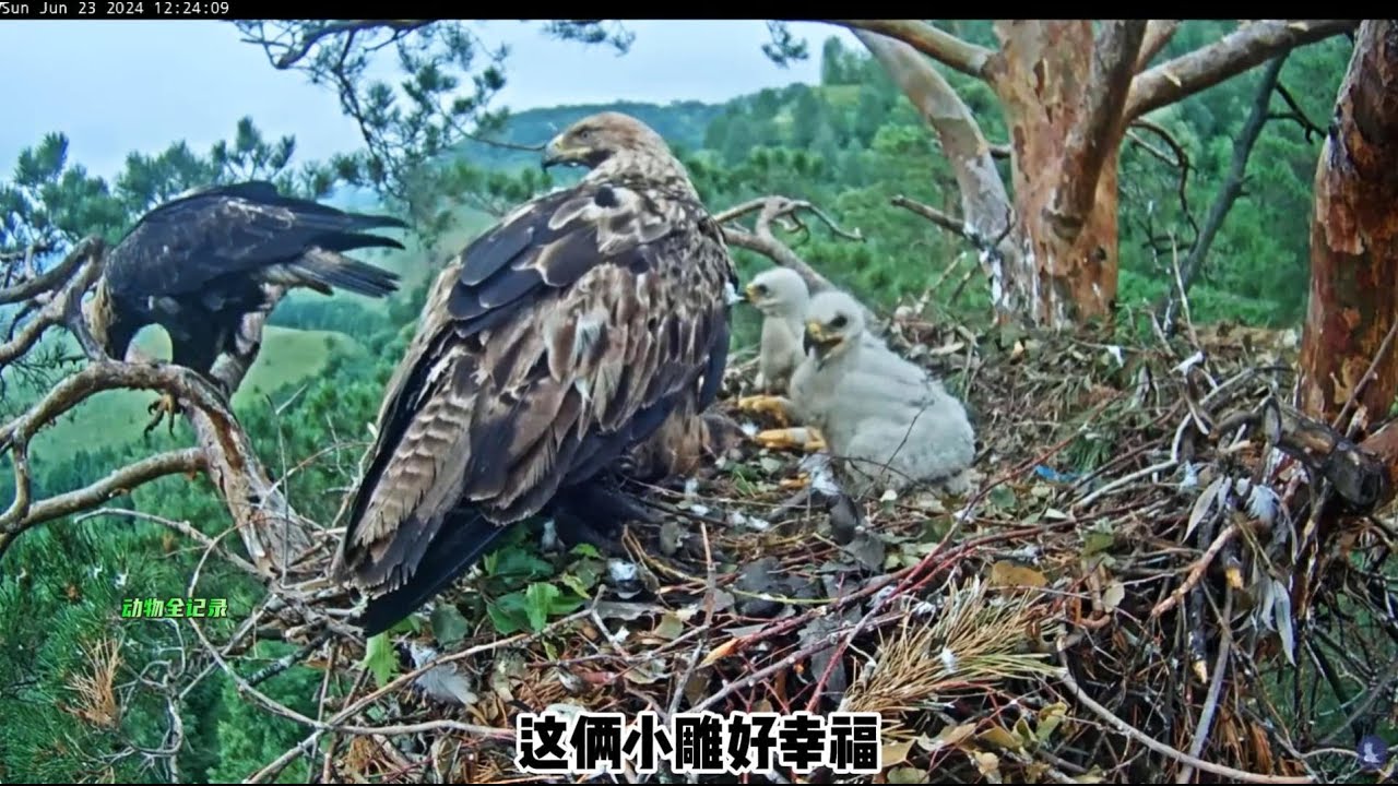 这是什么雕，咋和金雕这么像？还有俩小朋友呢，好可爱