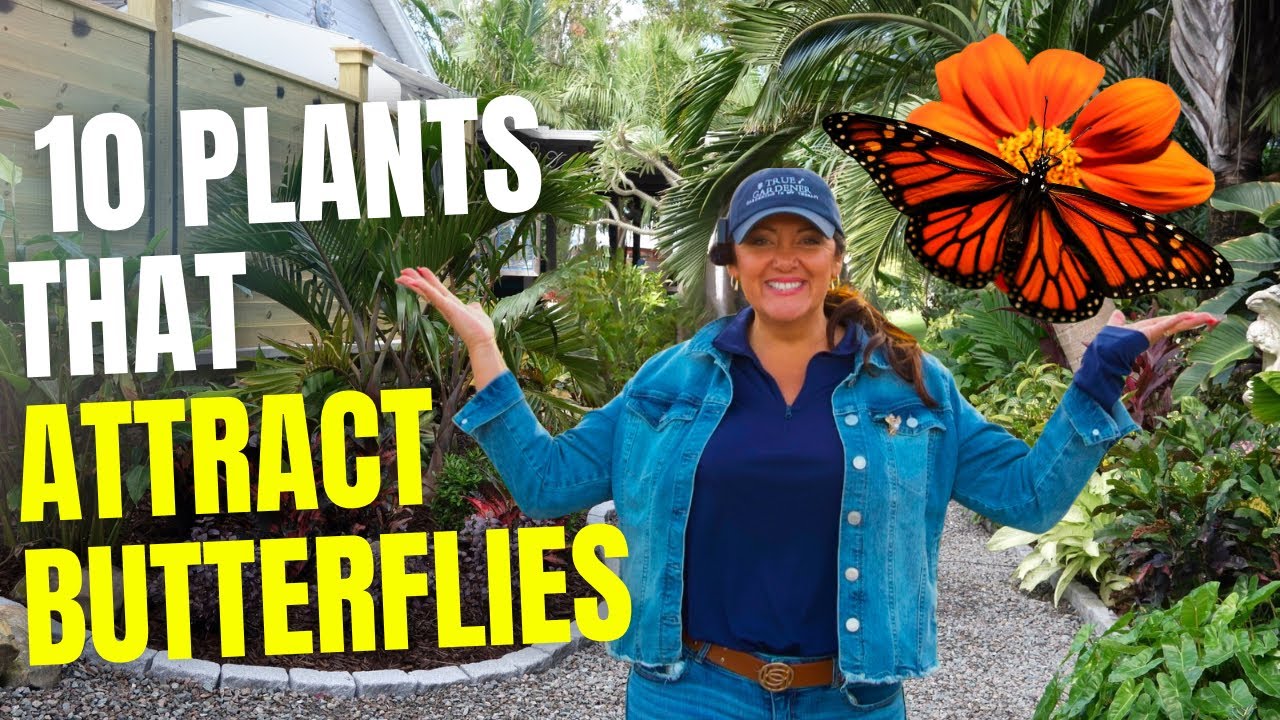 10 Plants To Attract Butterflies To Your Garden   Best Plants For Butterflies