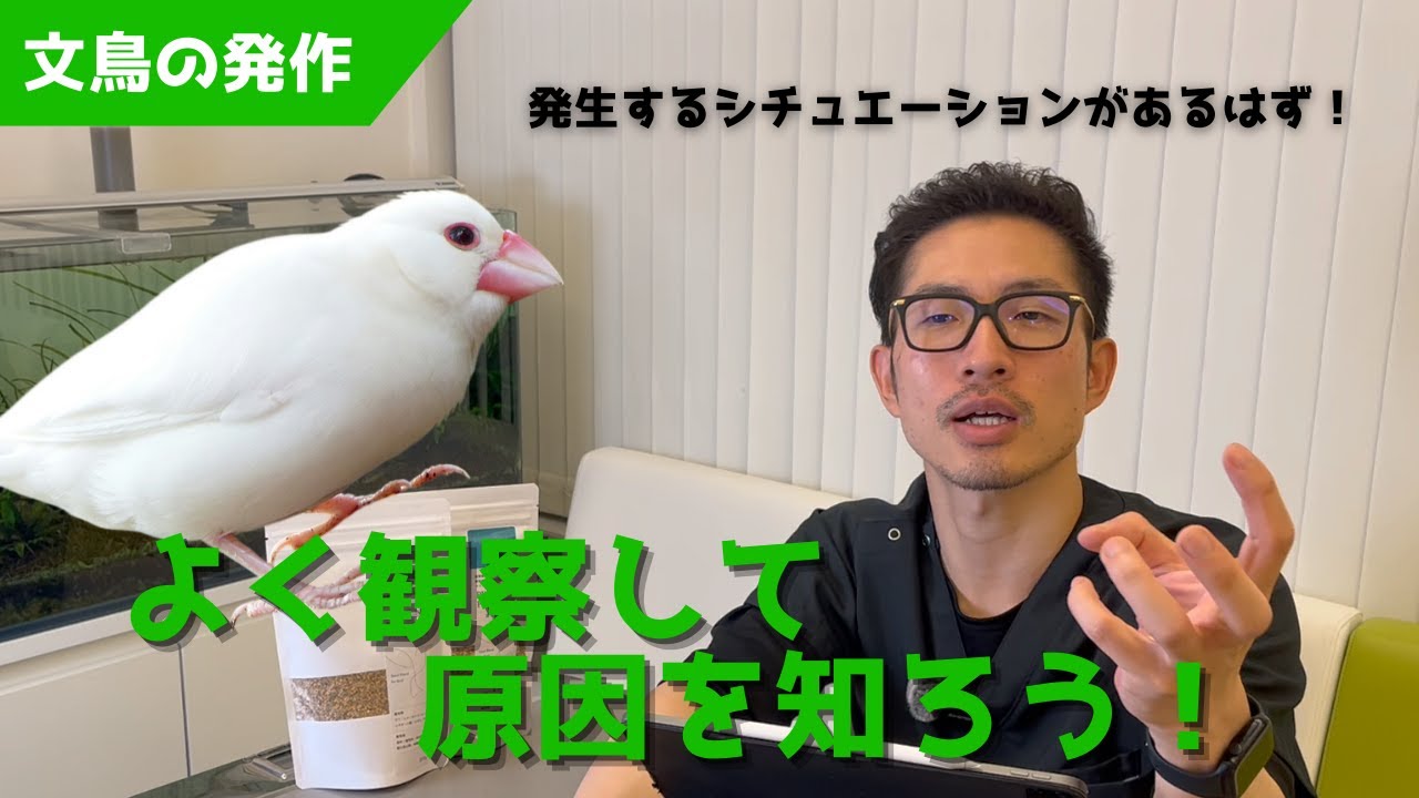 【質問コーナー】発作を起こす文鳥にはどうしてあげたらいい？セキセイインコの胸の毛が抜けますどうしたらいい？犬の口が魚の臭い...おすすめの歯磨き粉は？などにお答えしました！