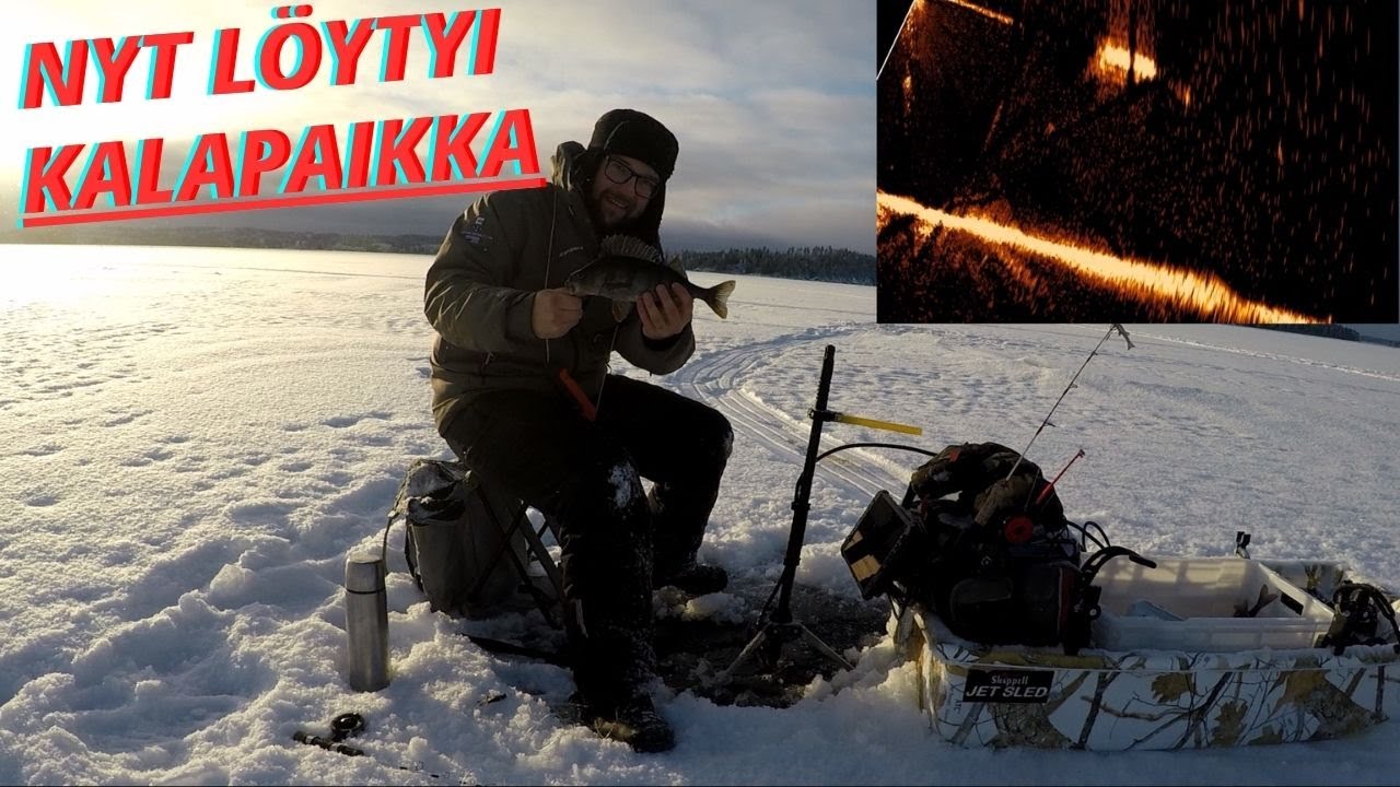 Ruokakoon ahven otillaan Pielisellä