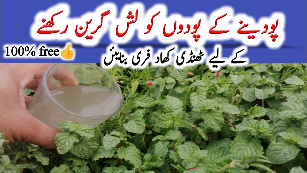 Fertilizer for mint plant|pudina k liye fertilizer|summer fertilizer for mint (pudina)|urdu|hindi