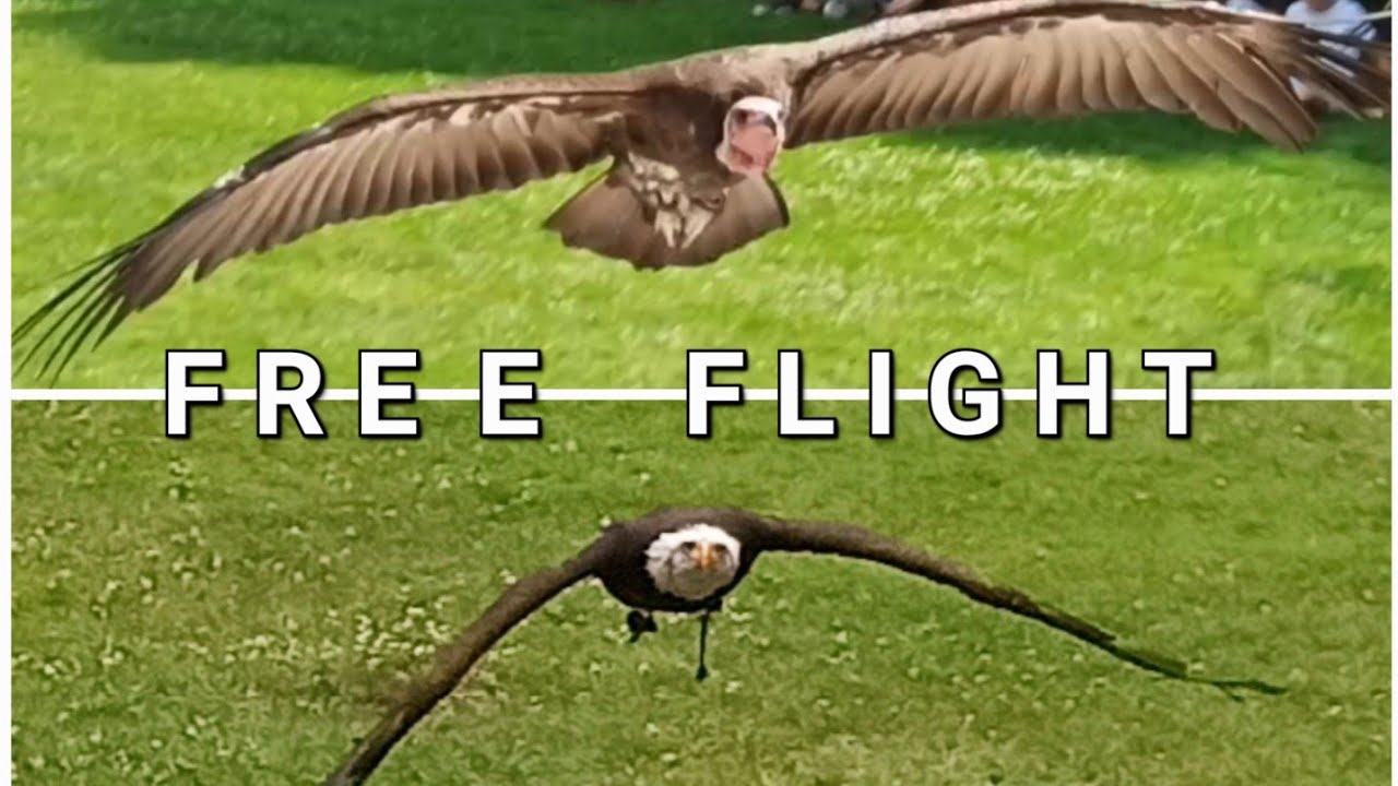Vrije vlucht / free flight eagles and vultures - Zoo Planckendael (B) - zoovenirs (23)