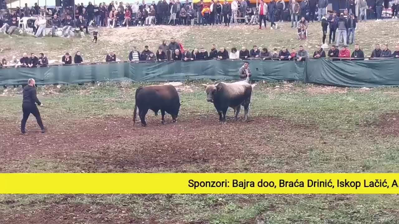 Uživo drugi krug Šestanovac