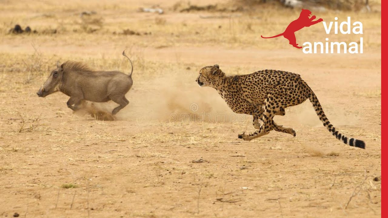 CHITA NUMA CA&Ccedil;ADA DE TIRAR O F&Ocirc;LEGO - VIDA ANIMAL