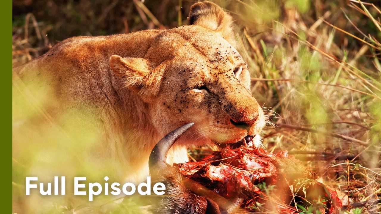 Africa’s Savage Food Chain | Wildlife Icons 105+106