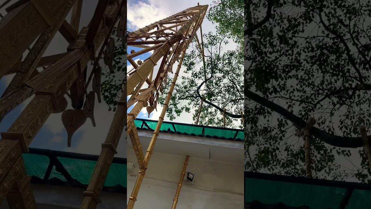 Bodhi tree 