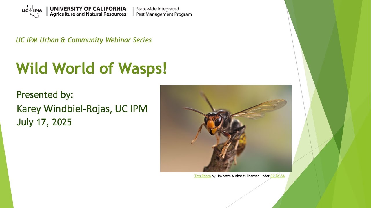 Wild World of Wasps