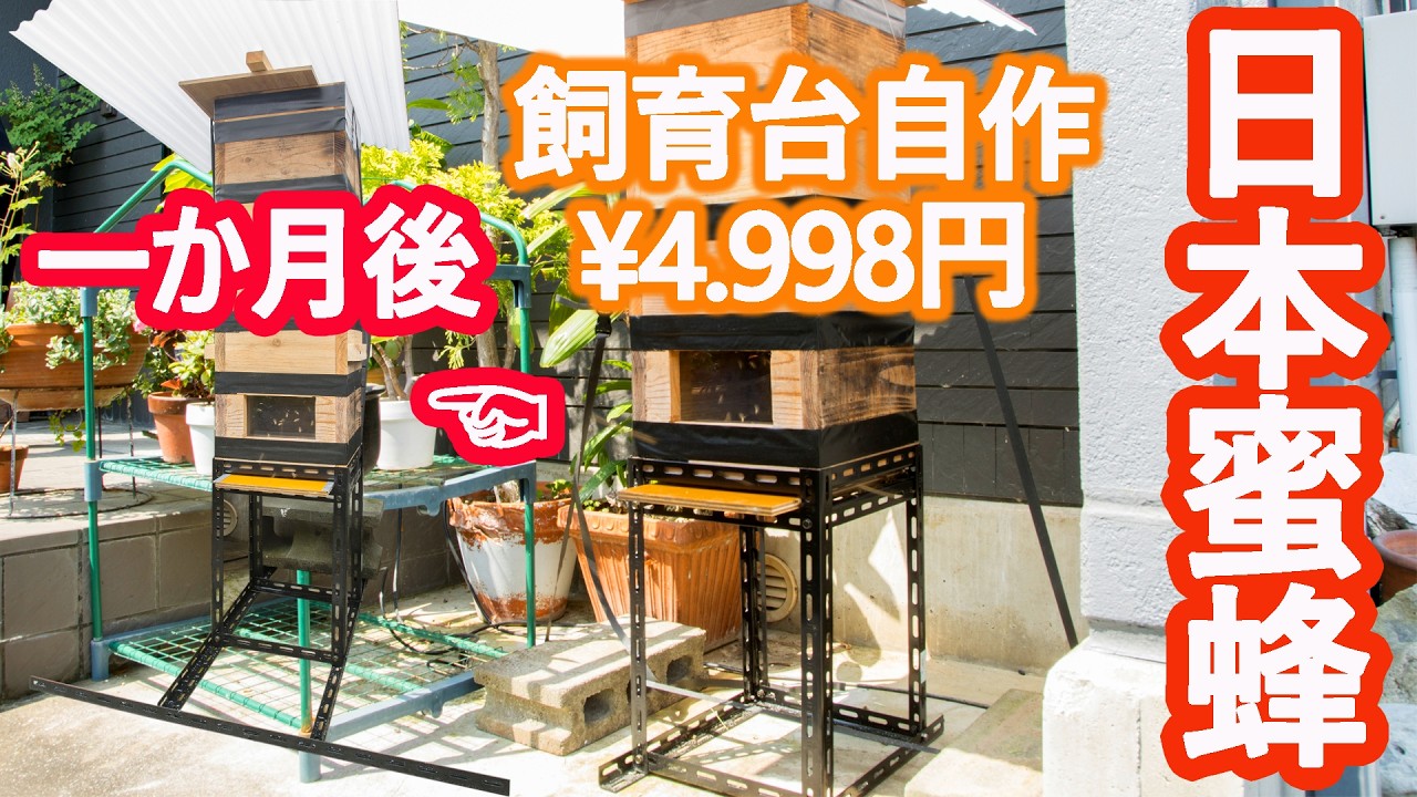 🐝日本ミツバチ🐝自作巣箱台&yen;4.998円は四面巣門に内部撮影可! 入居から21日で約2kgの蜂蜜確認( ﾟДﾟ)