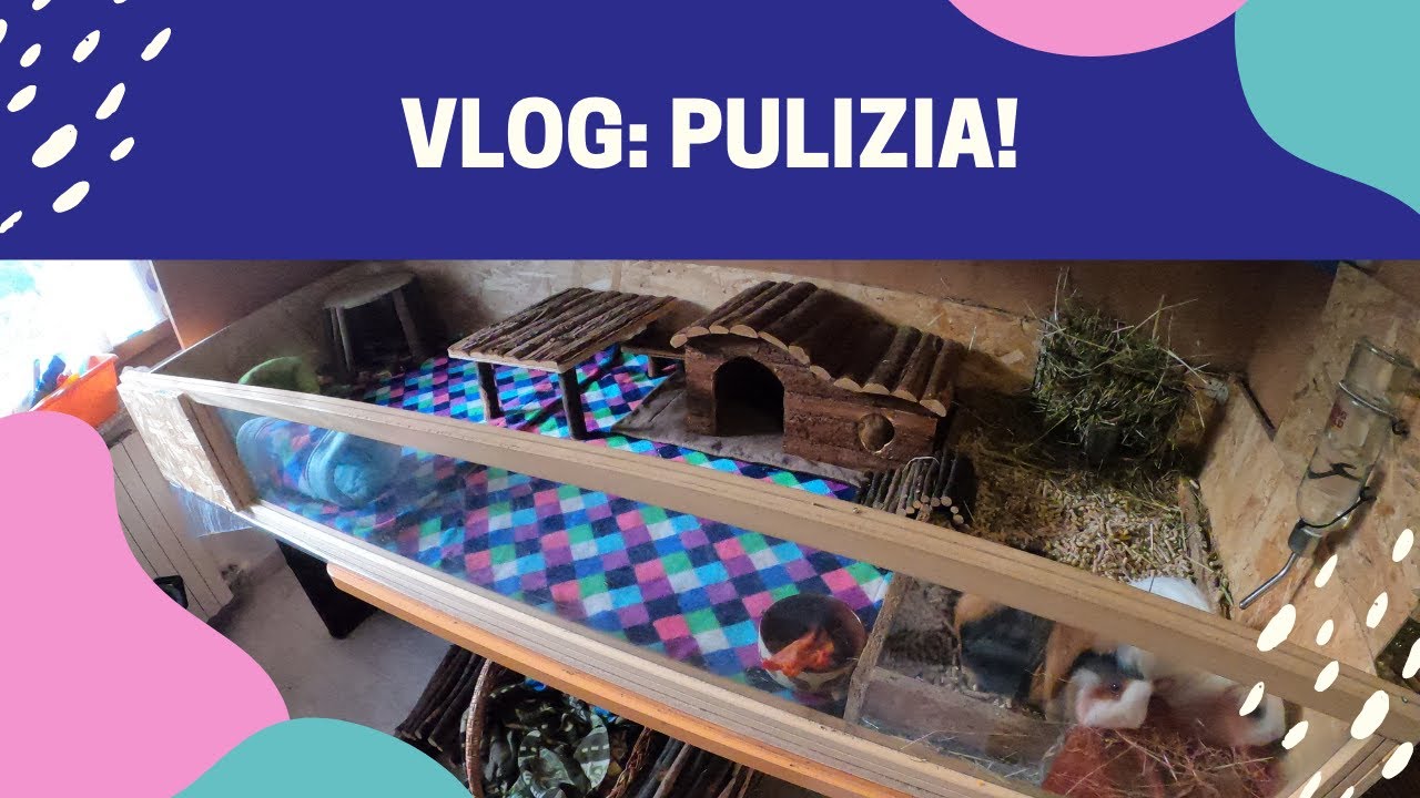 VLOG: pulizia cage delle PORCELLINE D'INDIA!