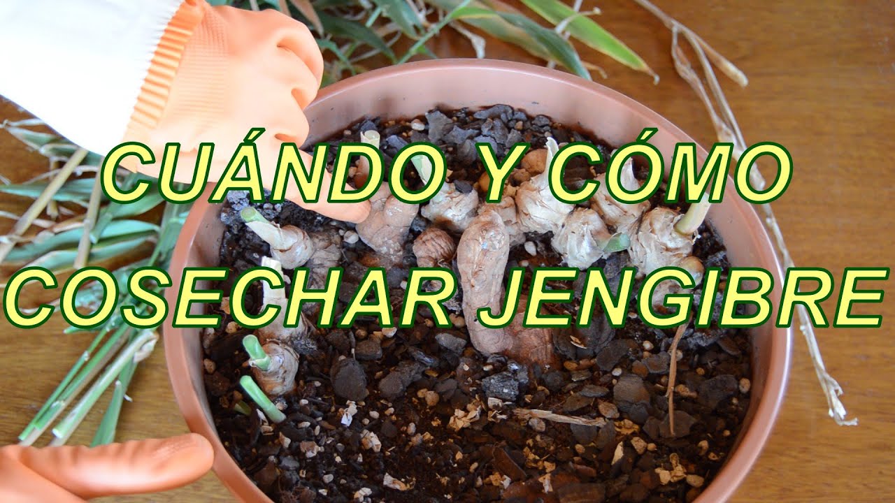 Cuándo y cómo cosechar jengibre en maceta