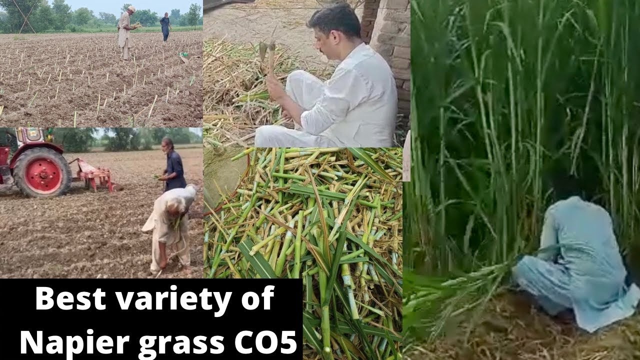 How to grow Best variety of Napier grass CO5-Urdu / Hindi