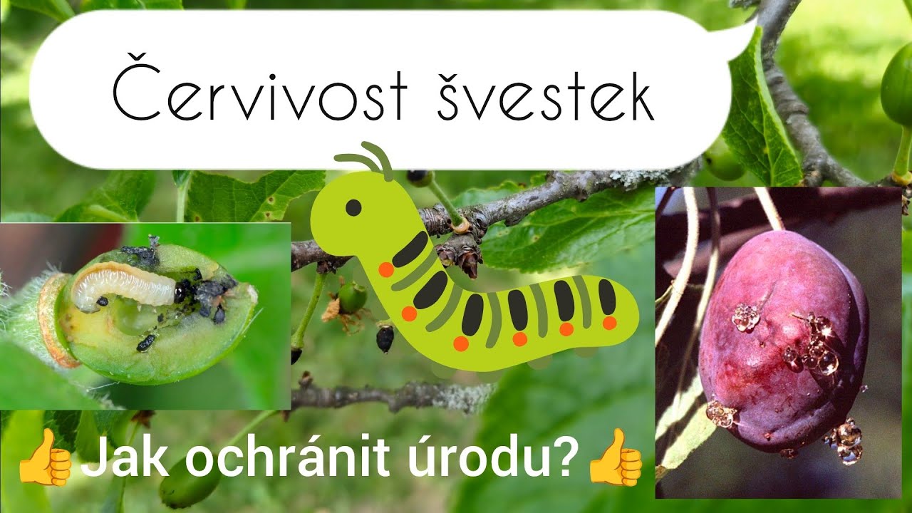 🐛 Červivost švestek - pilatka, obaleč a jak ochránit úrodu? 🐛
