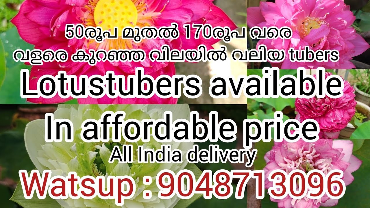 വളരെ കുറഞ്ഞ റേറ്റിൽ ആണ് ഇന്നത്തെ സെയിൽ വീഡിയോ എല്ലാരും വന്നോളൂ../watsup 9048713096/lotustubers sale 