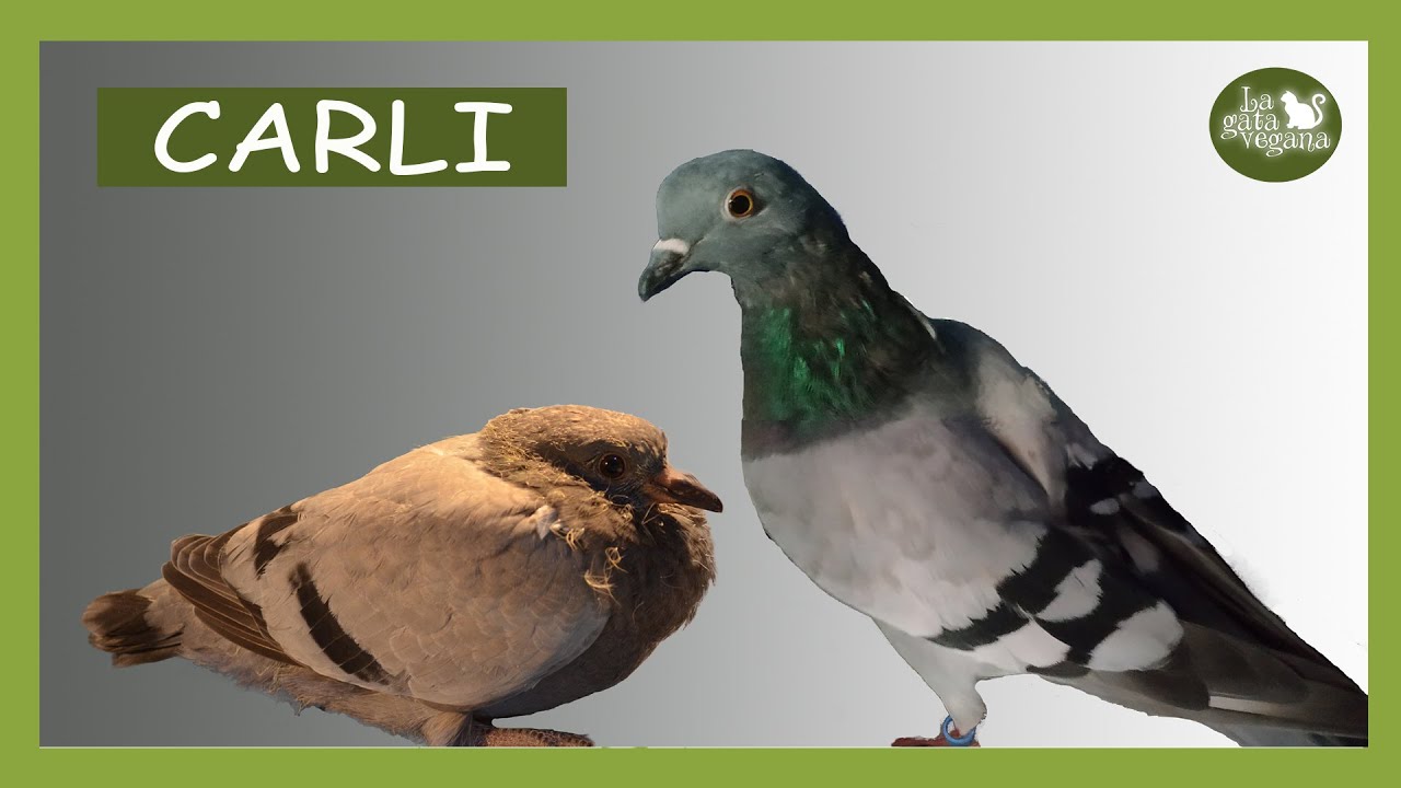 LA HISTORIA DE LA PALOMA CARLI | EVOLUCIÓN DESDE PICHÓN HASTA SU LIBERACIÓN | LA GATA VEGANA