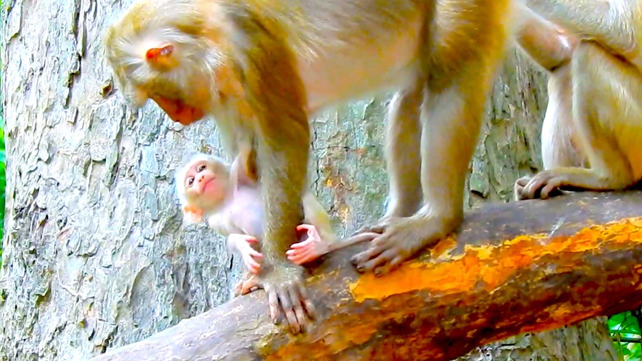 Sweet Baby monkey,Cute Baby Monkey Holds His Mama When Kathrina Tries to Hug Him