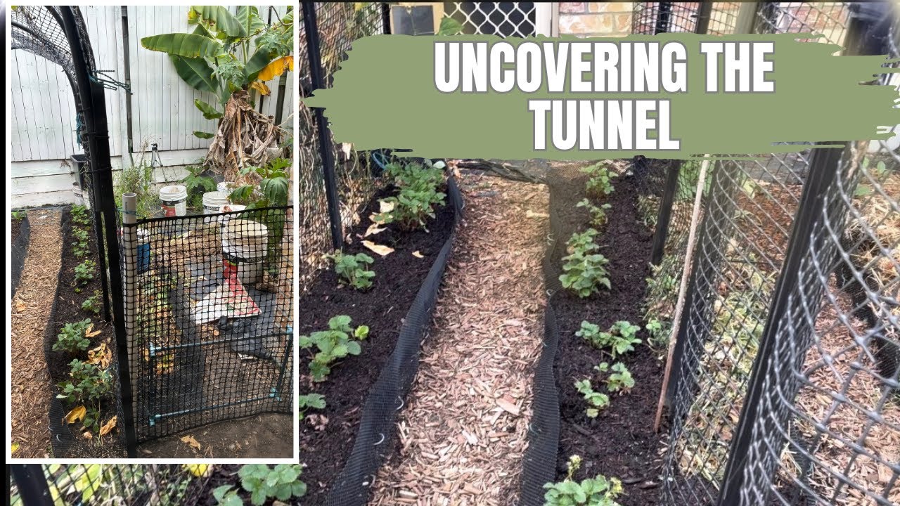 Winter Garden Diaries | EP 6 | Uncovering the tunnel and DIY garden gate 