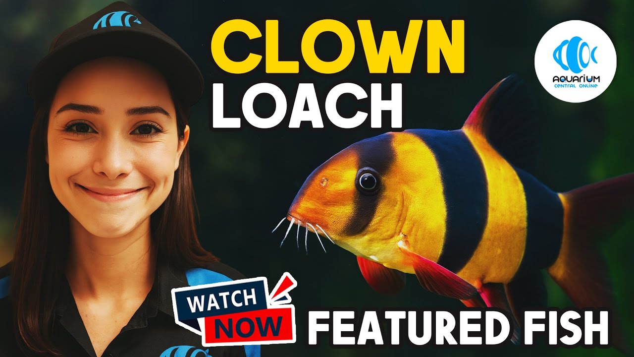 Красочный боций-клоун, который вам понравится в вашем аквариуме
