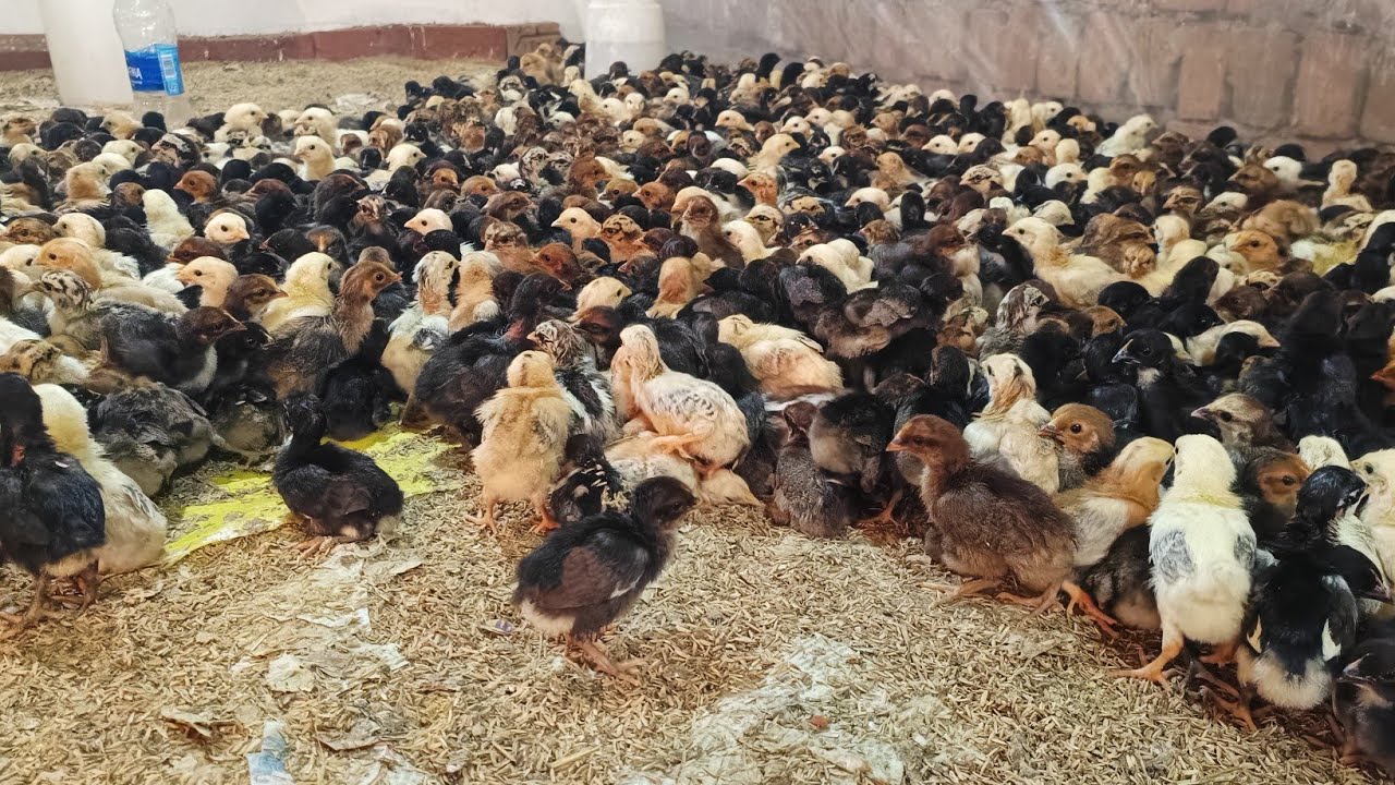 Sonali murgi farm kayse khole 6386439075/8299577638