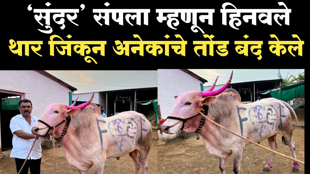 थार जिंकल्यानंतर सुंदर बैलाची मुलाखत |sundar bail  mulakhat 2023