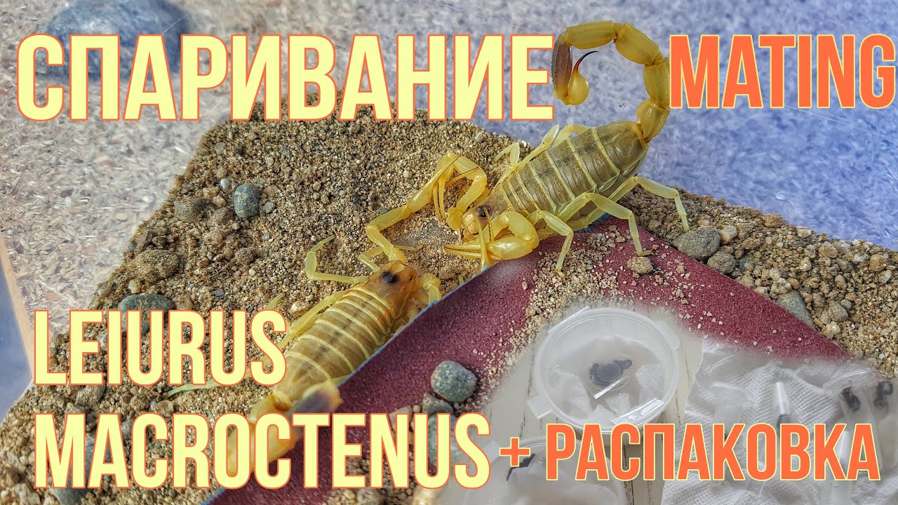 Спаривание Leiurus macroctenus | Мини распаковка новых питомцев.