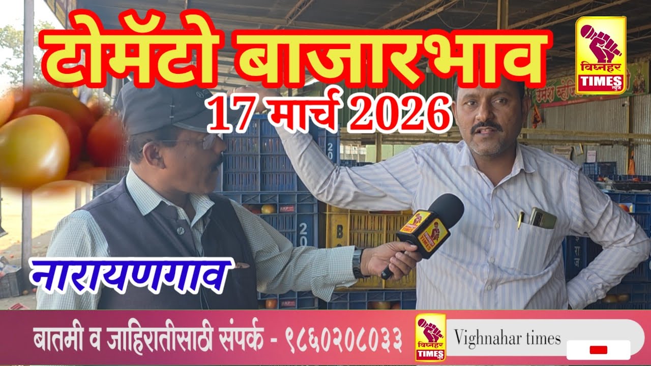 नारायणगाव टोमॅटो मार्केट दिनांक 17 मार्च 2026 रोजी टोमॅटोला पहा काय मिळाला बाजारभाव?