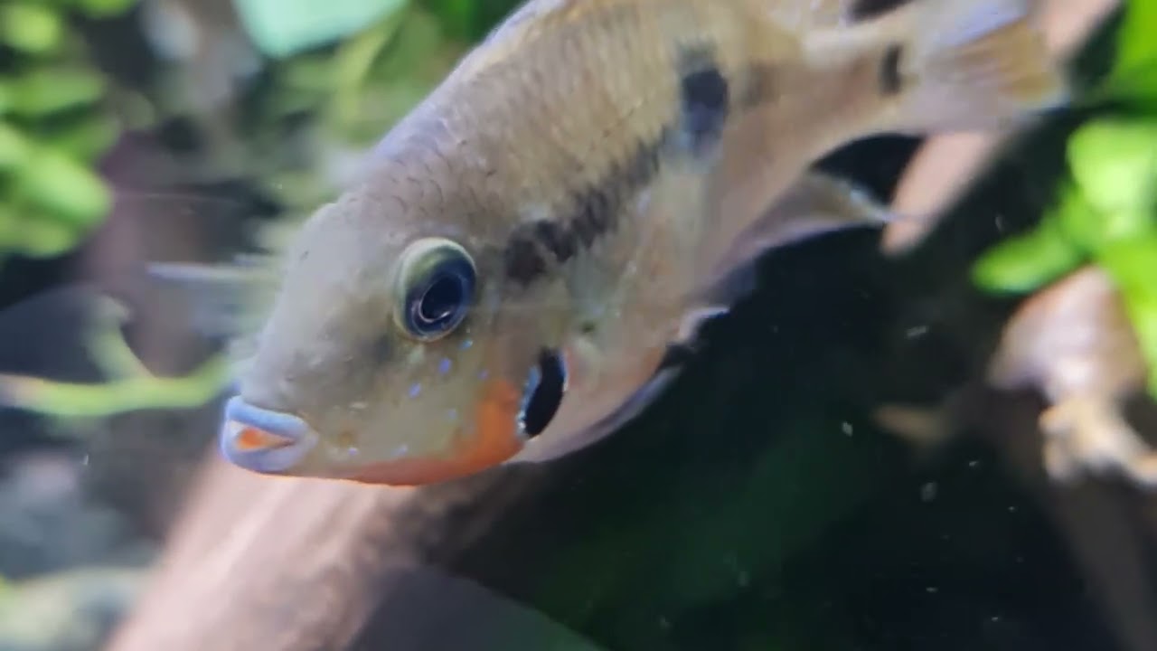 Fish Species SPOTLIGHT!!! 🔦🔦🔦FIREMOUTH CICHLIDS 