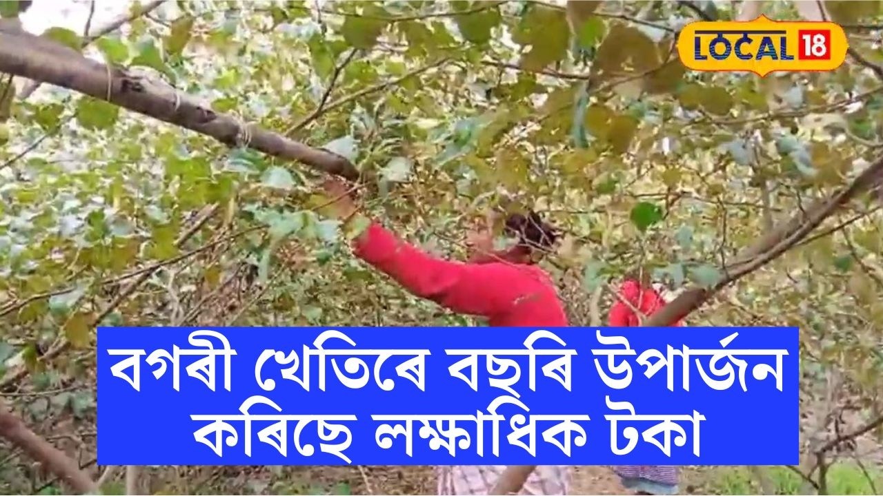 গোলাঘাটৰ এগৰাকী মহিলা খেতিয়কৰ কৃষি বিপ্লৱ,বগৰী খেতিৰে বছৰি উপাৰ্জন কৰিছে লক্ষাধিক টকা #local18