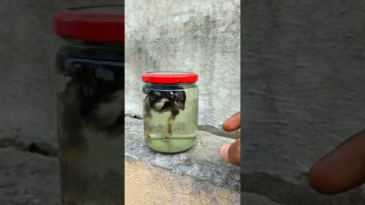 how to preserve died small chick s#shorts #crazyteluguexperiments