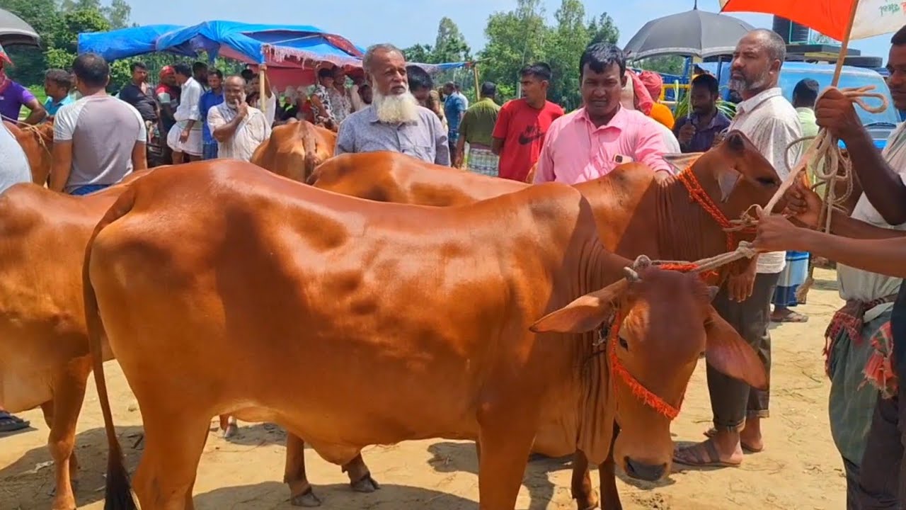 @আজ ৪/৯/২৫ | শাহীওয়াল জাতের গাভীন গরুর দাম | রানীগঞ্জ হাট |দিনাজপুর 