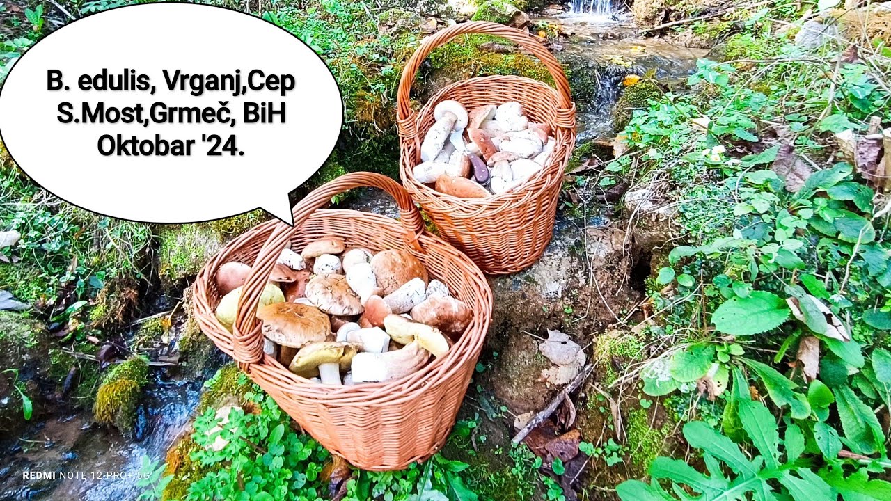 Forest therapy III, King Bolete, Cep, Porcino #new #viralvideo #nature #trending #pilze #mushroom