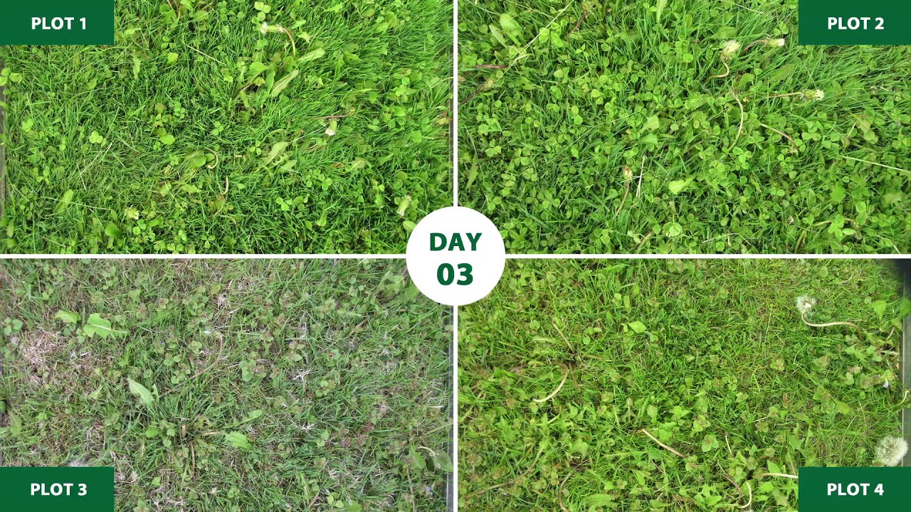 Weed Control Time-lapse