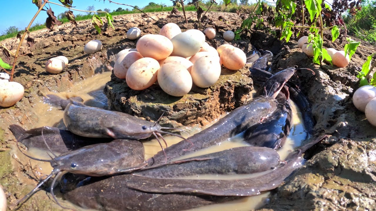 WOW WOW, fishing catch a lot of fish in water and pick duck eggs