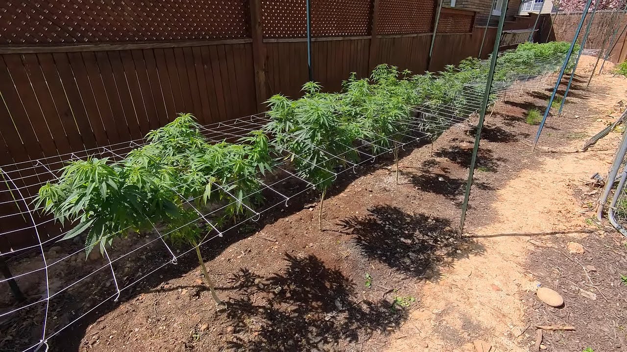 2025 Outdoor Cannabis Garden Tour | Garden Update [#02] - April 17
