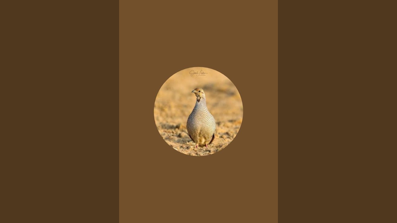 Birds And Teetar all Punjab is live!