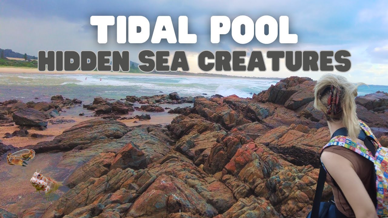 Exploring Australian Rock Pools for Aquarium Fish *Rare finds*