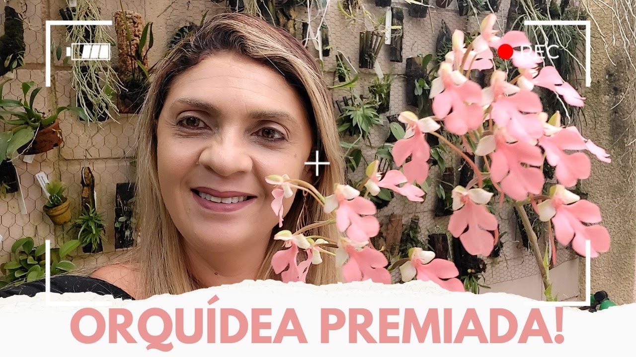 Hanenaria Regnieri - Orquídea Premiada