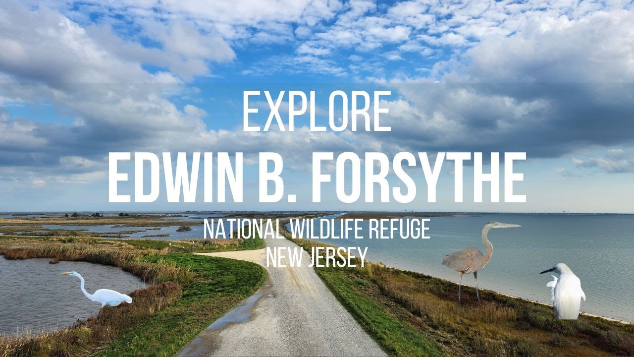 Edwin B. Forsythe National Wildlife Refuge | NJ | 8 - Mile Wildlife Drive | Driving Tour |  [4K]